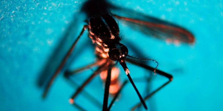 Timore virus West Nile in Italia, due vittime in tre giorni