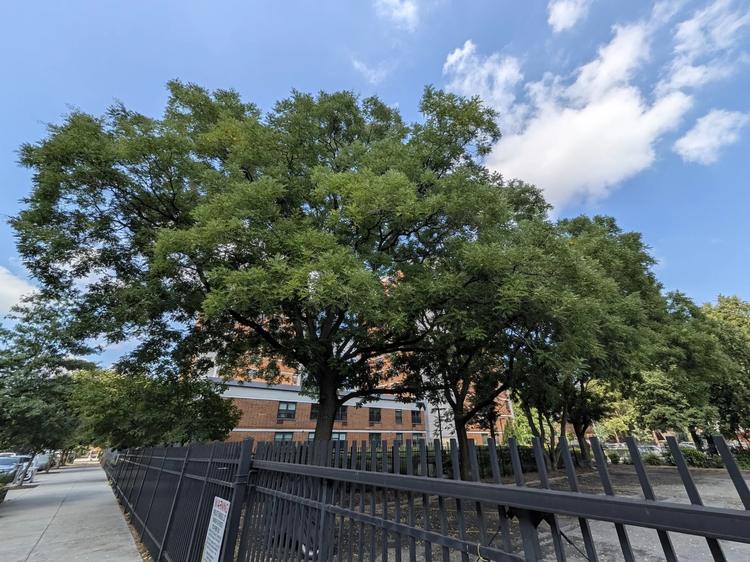 A tree.