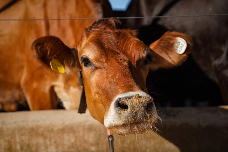 Vacas leiteiras tiram férias? Entenda por que elas passam dois meses sem produzir leite