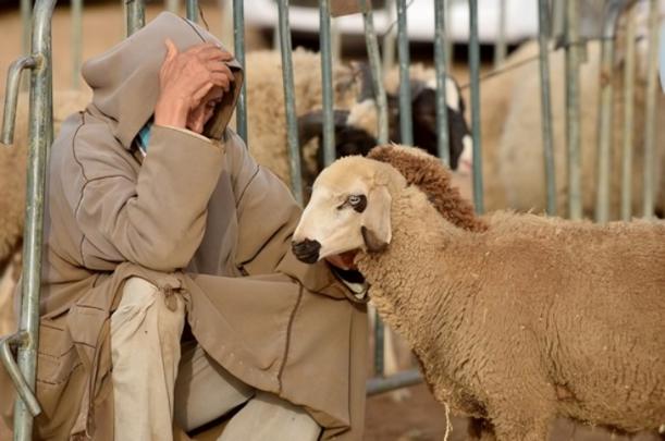 أخصائية نفسية لكشـ24: التذمر من غلاء الأضاحي يعكس ضغطا نفسيا جماعيا وعدوى انفعالية رقمية تهدد بتفاقم الإحباط