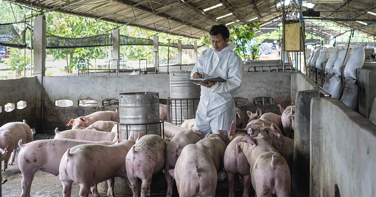 Frimesa responde por 52% do mercado de carne suína no Paraná e 8% das exportações brasileiras do segmento