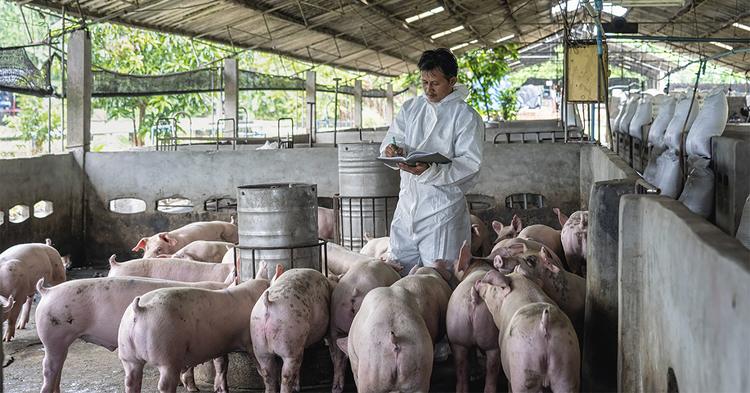 Frimesa responde por 52% do mercado de carne suína no Paraná e 8% das exportações brasileiras do segmento