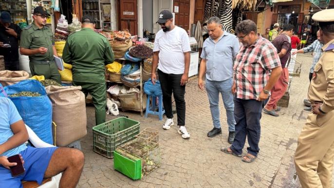 بيع سلحفاة لسائح بـ600 درهم يستنفر السلطات بمراكش
