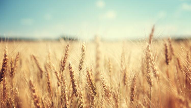 3D-Printed Technology Sheds Light on Fungal Highways in Wheat Crops