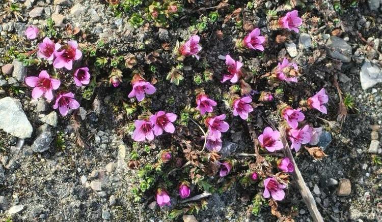 Überleben unter der Mitternachtssonne – Wenn die hocharktische Tundra rot wird