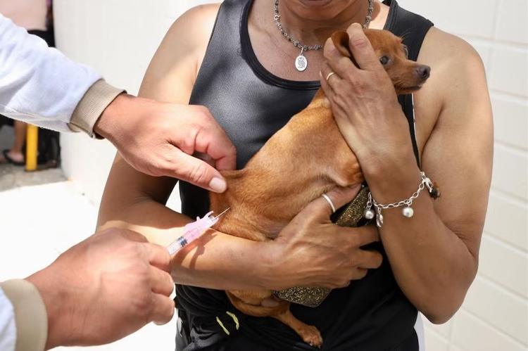 Boa Vista inicia vacinação antirrábica gratuita para cães e gatos neste sábado; veja os locais
