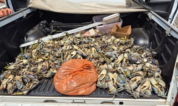 Mais de 1,5 mil caranguejos e guaiamuns são apreendidos durante operação na Bahia