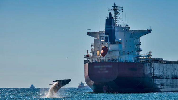 Pesquisa inédita no Brasil vai rastrear baleias-jubarte por satélite e mapear risco de atropelamentos por navios no litoral do ES
