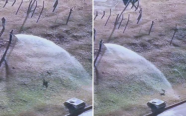 VÍDEO: Cachorro caramelo se diverte ao se refrescar em jato de água no Estádio Serra Dourada