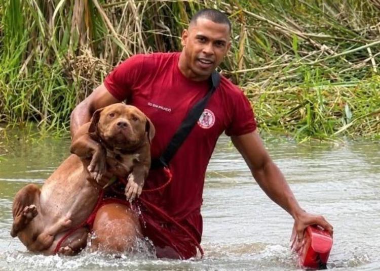 Pitbulls ilhados em lagoa por cerca de 24 horas são resgatados por bombeiros no extremo sul da Bahia
