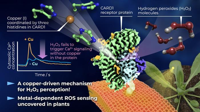 New Discovery Reveals How Crops Detect Stress and Disease