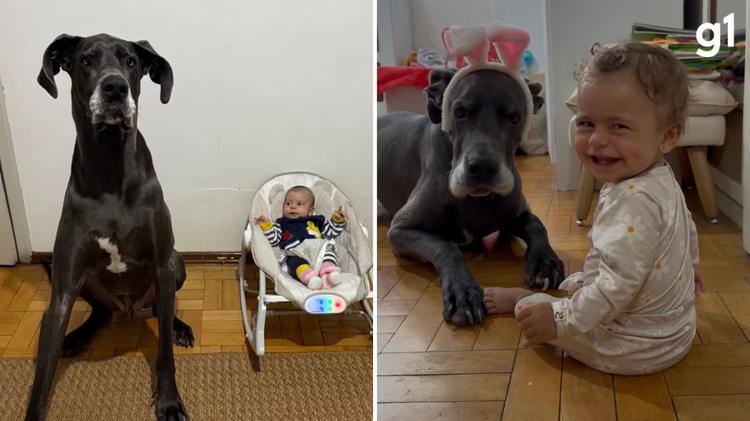 Cachorro gigante vira 'babá' de bebê e viraliza com milhões de visualizações nas redes: 'Buscou ela na maternidade'