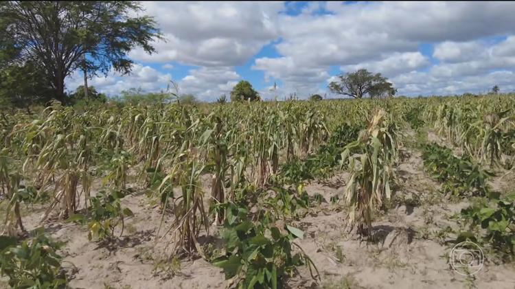 No Sertão de Sergipe, seca avança sob influência do El Niño e deixa marcas no campo