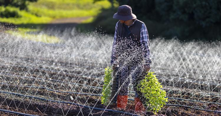 Risco climático eleva demanda por irrigação diante de crédito mais restrito