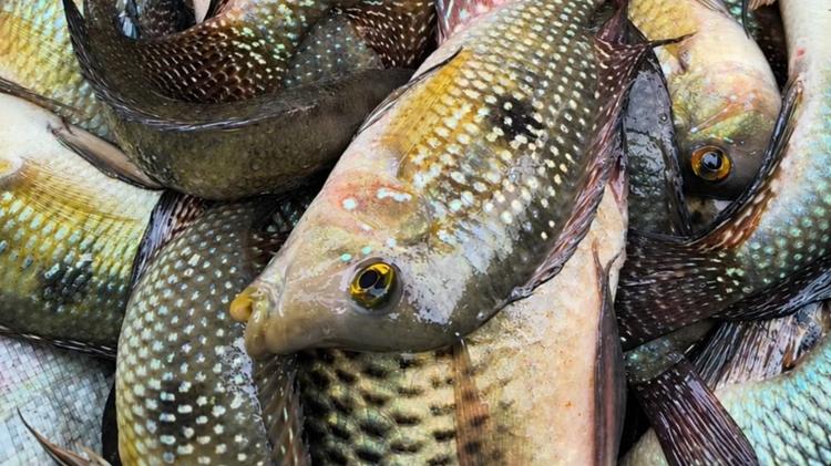 Dois homens são multados por pesca ilegal na Represa de Itupararanga em Alumínio; 12 kg de tilápias são soltos