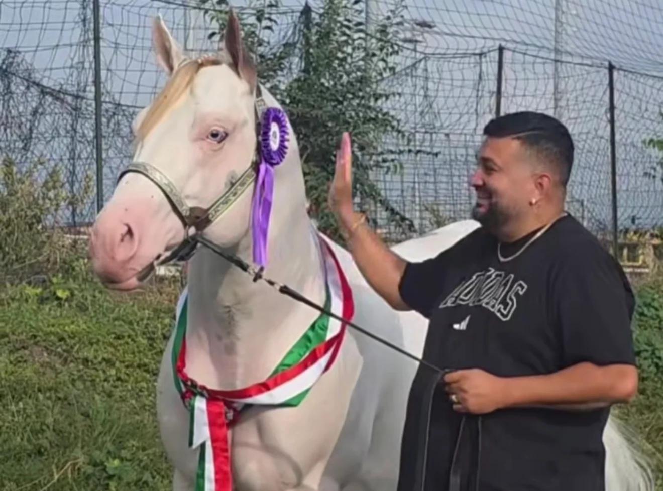 Equitazione, trionfo per Agropoli: lo stallone di Vito Marotta è campione d’Italia a Travagliato