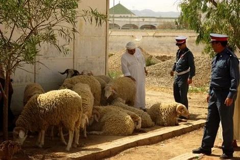سرقة أكثر من 40 رأسًا من الأغنام تهز دوارًا بالحوز وتستنفر الدرك الملكي