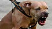 Un pitbull atacó a una nena de dos años y le provocó graves fracturas: está en terapia intensiva 