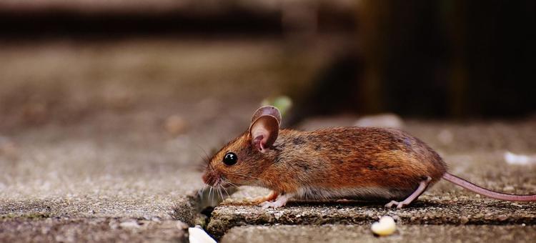 Prevén bajo riesgo de contagios por hantavirus en México