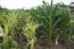 CIMMYT Scientist Receives Africa Region Food Security Leadership Award for MLN Work