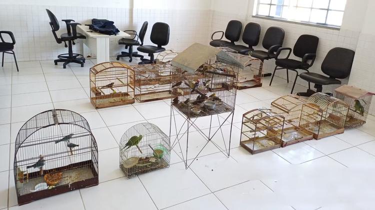Operação da PRF resgata 59 animais silvestres e detém 14 pessoas no Maranhão