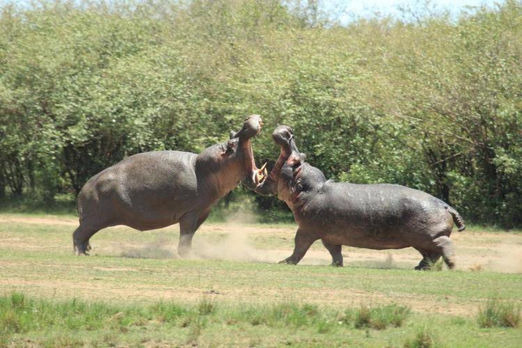 La Colombia abbatterà ‘gli ippopotami di Pablo Escobar’: il caso