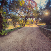 A sunlit dirt path winds through a park with tall trees casting long shadows—one of the best running routes Austin has to offer. Green and yellow foliage surround the trail, and sunlight filters softly through the branches, creating an ideal setting for sunrise running trails. Austin Marathon Half Marathon & 5K