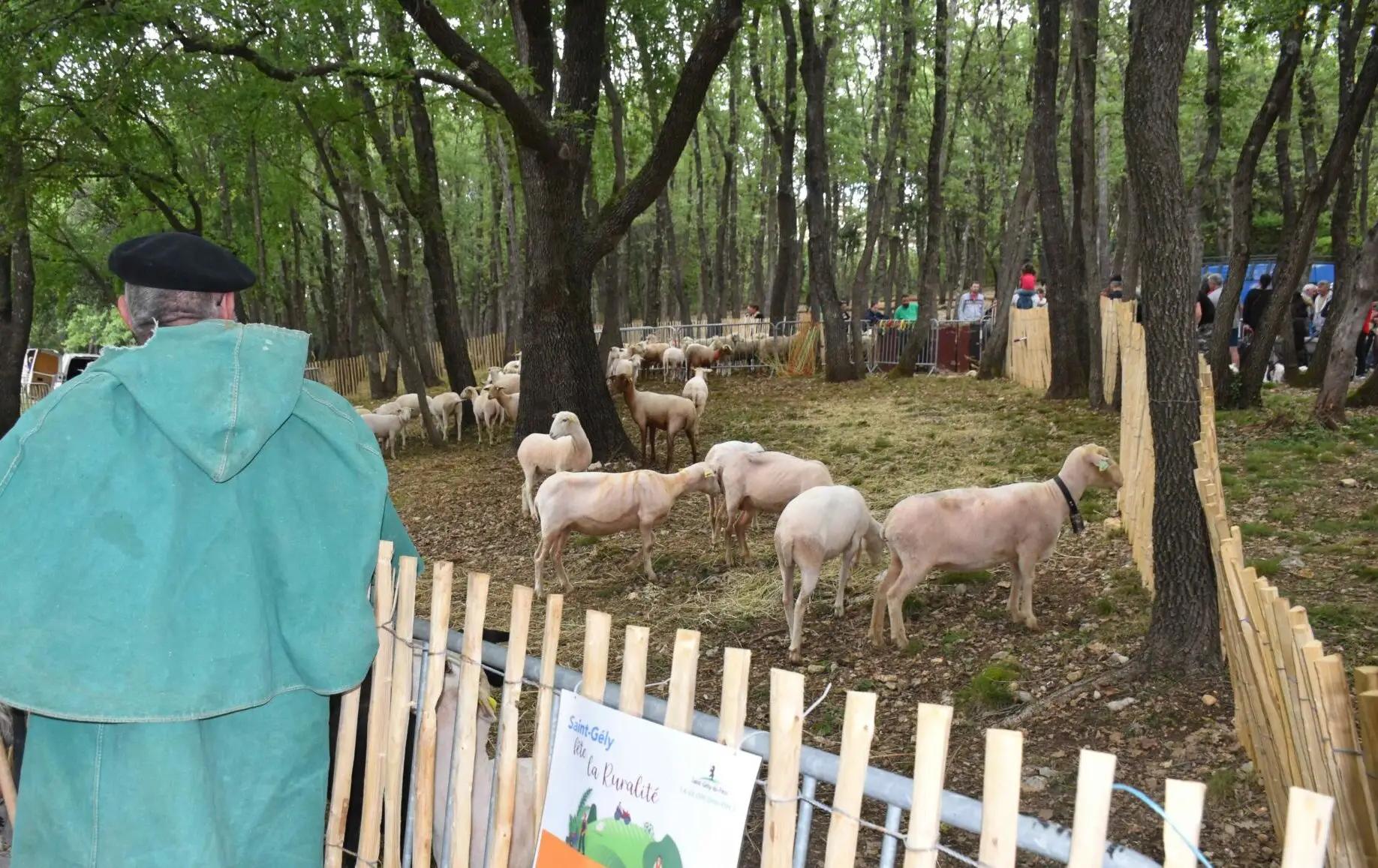 Entre ferme géante et village vigneron : Saint-Gély-du-Fesc célèbre la Ruralité