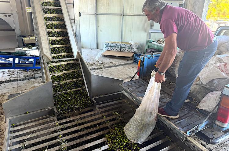 Olive mill_Oil