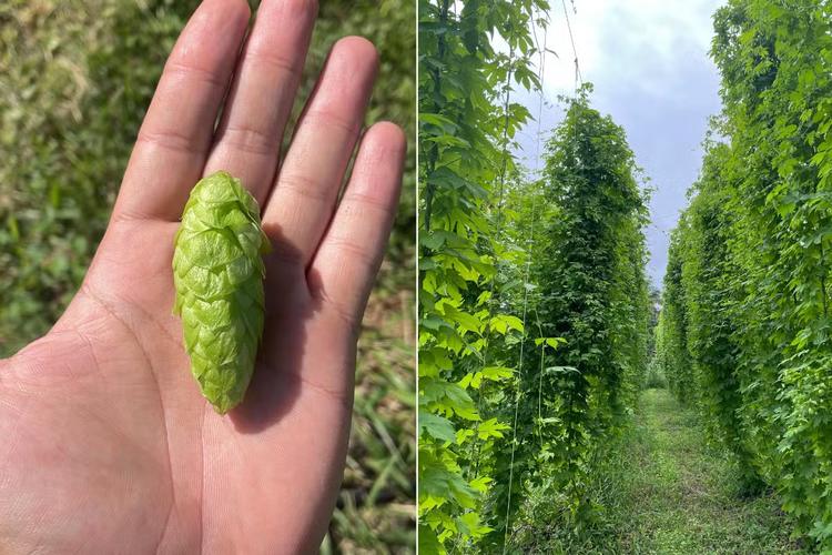 Irmãos investem em cultivo de lúpulo em área nunca plantada e  ganham título com a 1ª safra