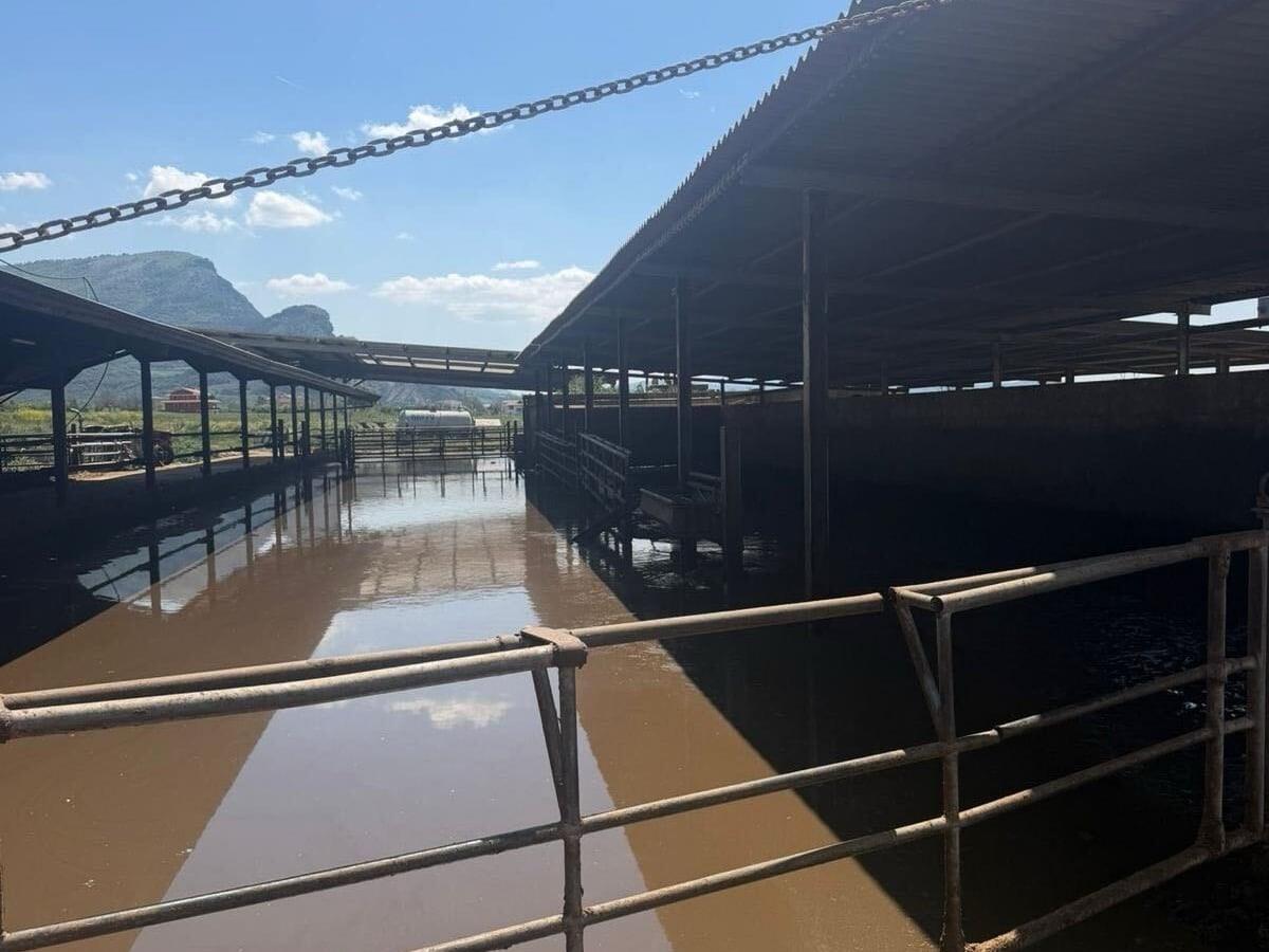 Capaccio Paestum, scatta il sequestro per un’azienda zootecnica: gestione illecita di reflui e rifiuti