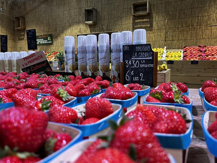 La Cabane produit exclusivement des fraises de variété Magnum.