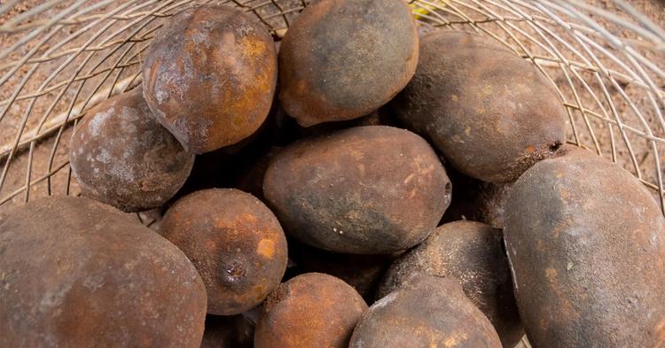 Cooperativa RECA transforma semente de cupuaçu em matéria-prima para cosméticos e cupulate na Amazônia