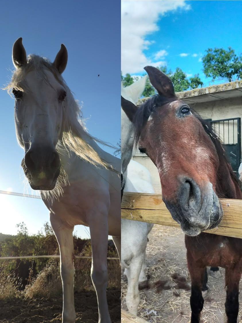 Agosto nos dejó hace poco y con él se fueron dos almas del refugio. Nuestro querido Opio nos dejó el 1 de agosto, Yayo e...