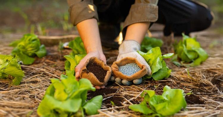 Exportações de insumos agrícolas cresceram 8,7% no primeiro trimestre do ano