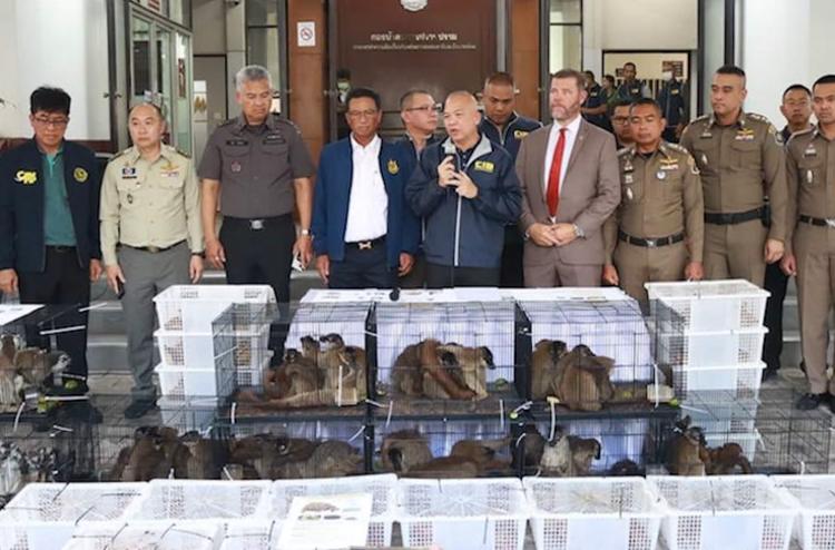 48 lémuriens et 1076 tortues de Madagascar saisis en Thaïlande