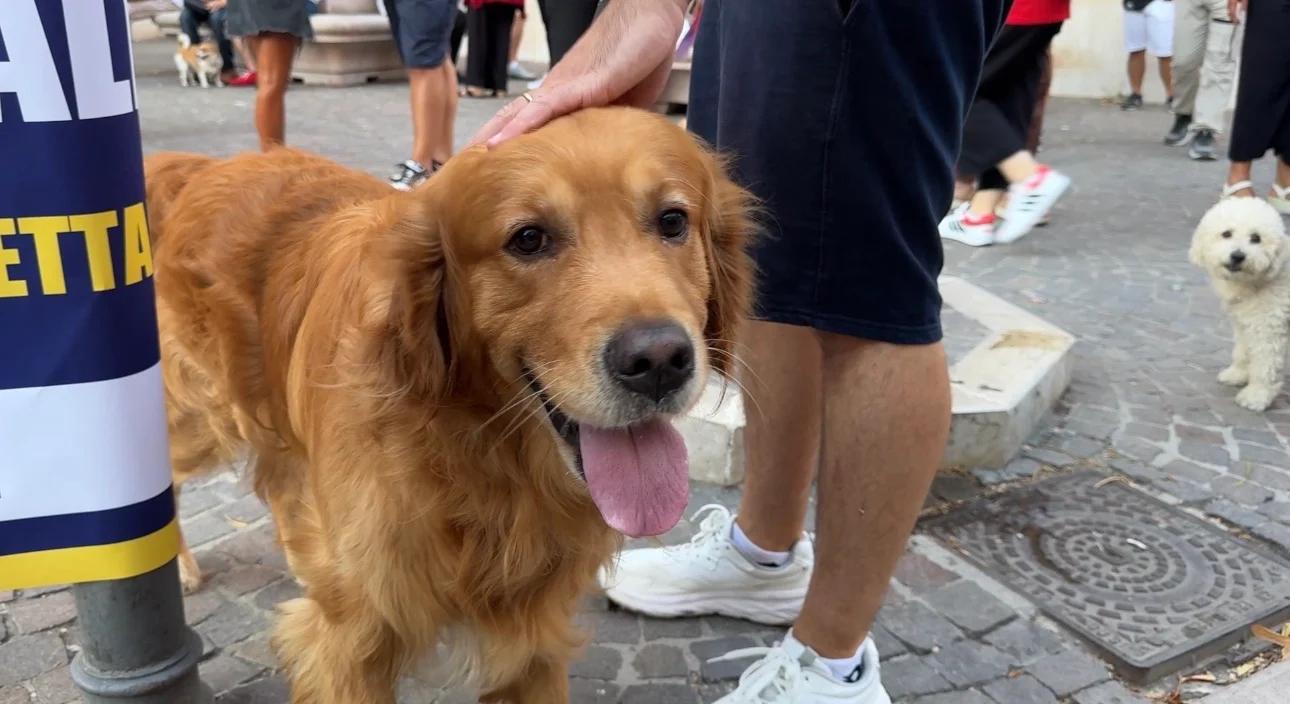 Foggia, mobilitazione degli animalisti per avere una guardia medica veterinaria h24