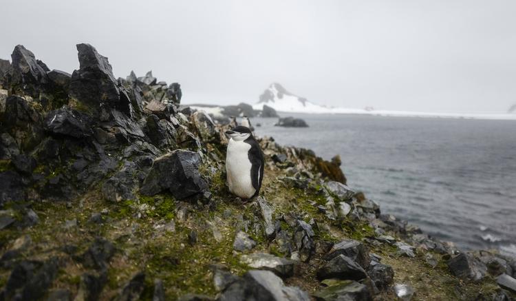 Die weltweit grösste Pinguinkolonie verliert ihren Titel