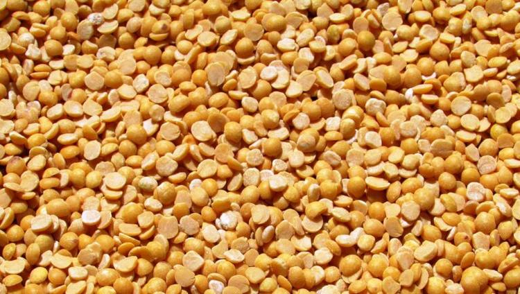 ICRISAT Breakthrough: First Pigeon Pea Speed Breeding Protocol to Boost Food Security in Asian and African Drylands