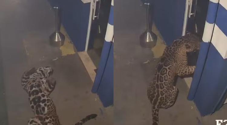 Onça-pintada é capturada mais de 40 dias após 'invadir' empresa do Paraná e brincar com o próprio reflexo