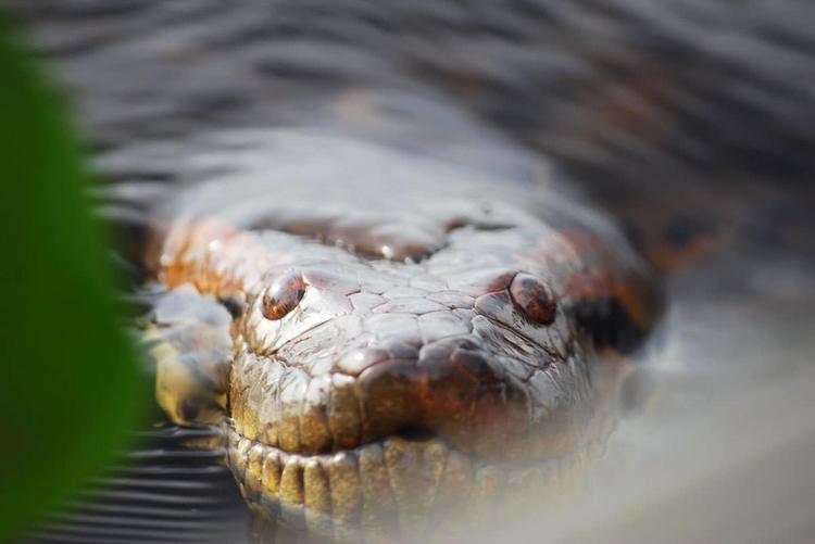 Weltweit größte Schlangenart ist in Wirklichkeit zwei Arten