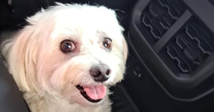 Cão que fugiu após acidente fatal na BR-101 em Penha é encontrado e retorna para a família
