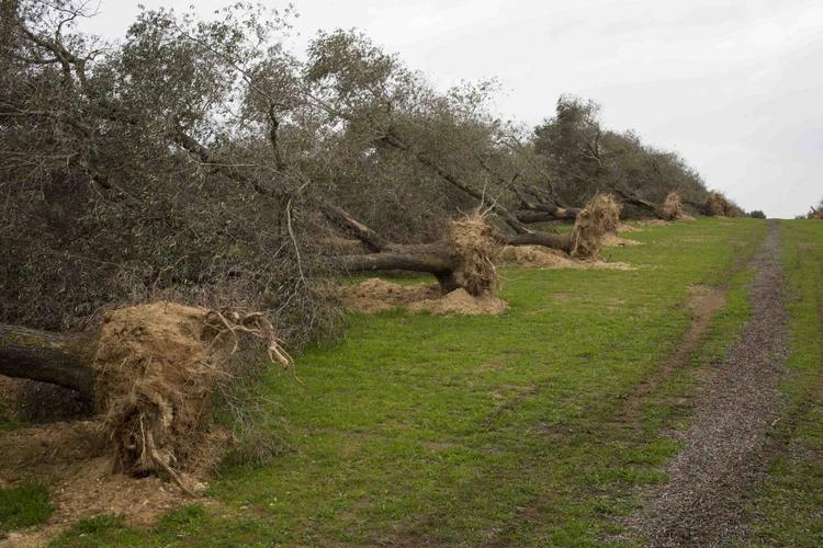 L'onda lunga Xylella: il giallo dei 18 milioni e gli ulivi "fantasma". Le ombre su Emiliano