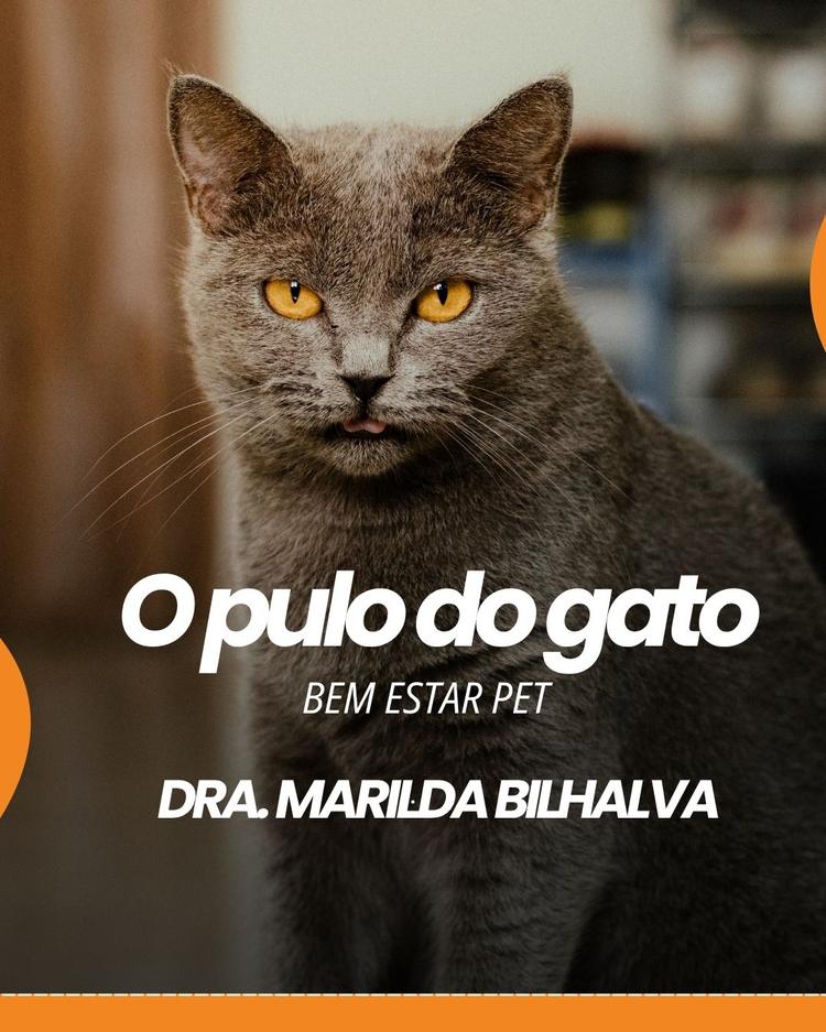 O PULO DO GATO: A PERGUNTA QUE TODO O TUTOR DEVERIA FAZER AO MÉDICO VETERINÁRIO