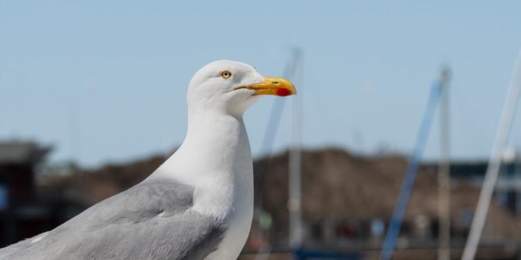 In Calabria il gabbiano reale che usa l'esca come un pescatore: pane e pizza per attirare i pesci, lo studio su Behaviour