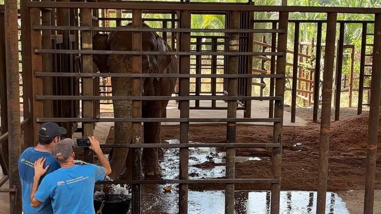 Elefante Sandro recebe dieta especial para recuperar peso em Santuário de MT