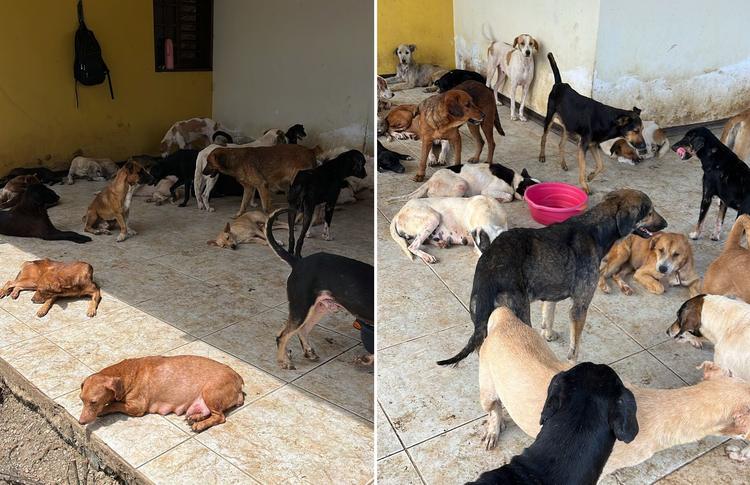 Abrigo de cães em Maceió é alvo de operação após denúncia de maus-tratos