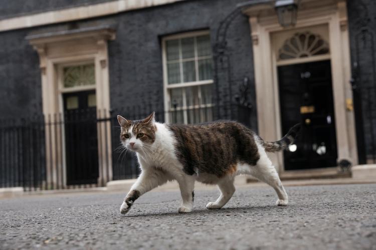 Larry: o gato resgatado mais famoso do Reino Unido e que vive há 15 anos na sede do governo