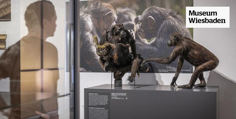  Ausstellung im Museum Wiesbaden: Brutpflege - Liebe ohne Worte: Affen