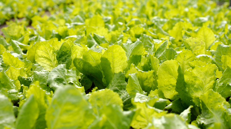 FDA says Taylor Farms lettuce products were ‘false positive’ for cyclospora